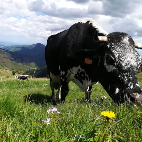 vache