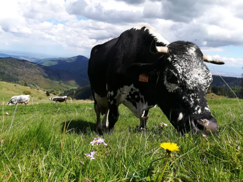 animaux vache nature écologie campagne