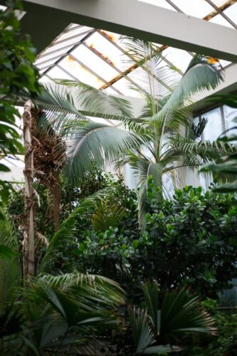 Serre tropicale jardin botanique nature écologie plante