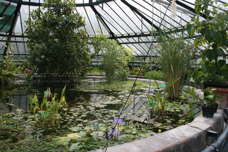 jardin botanique serre plante