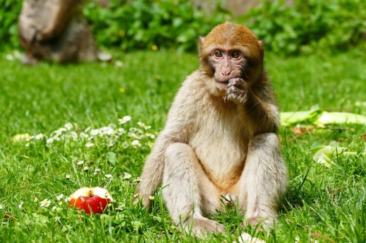 montagne-des-singes-sortie-strasbourg