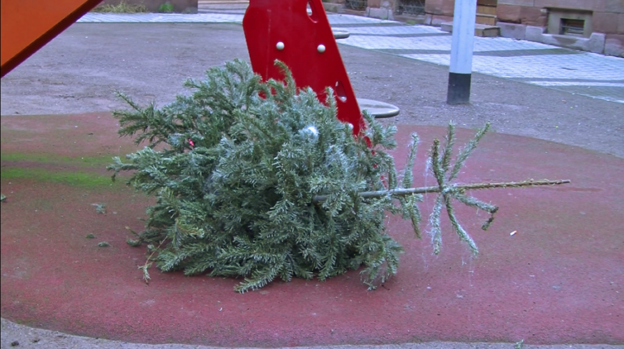 sapin pokaa 1