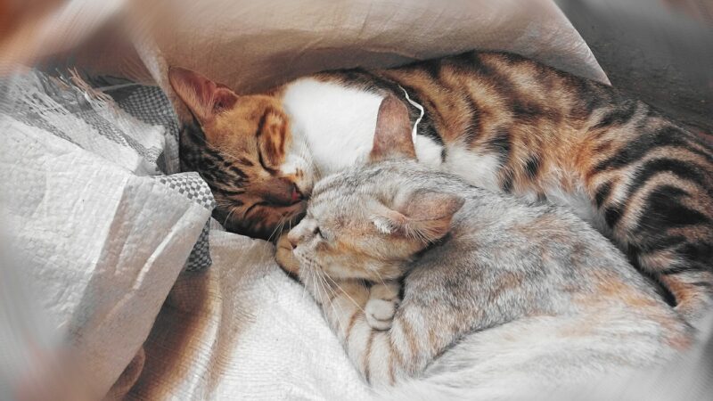 cats sommeil dormir