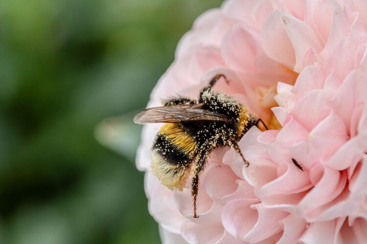 abeilles