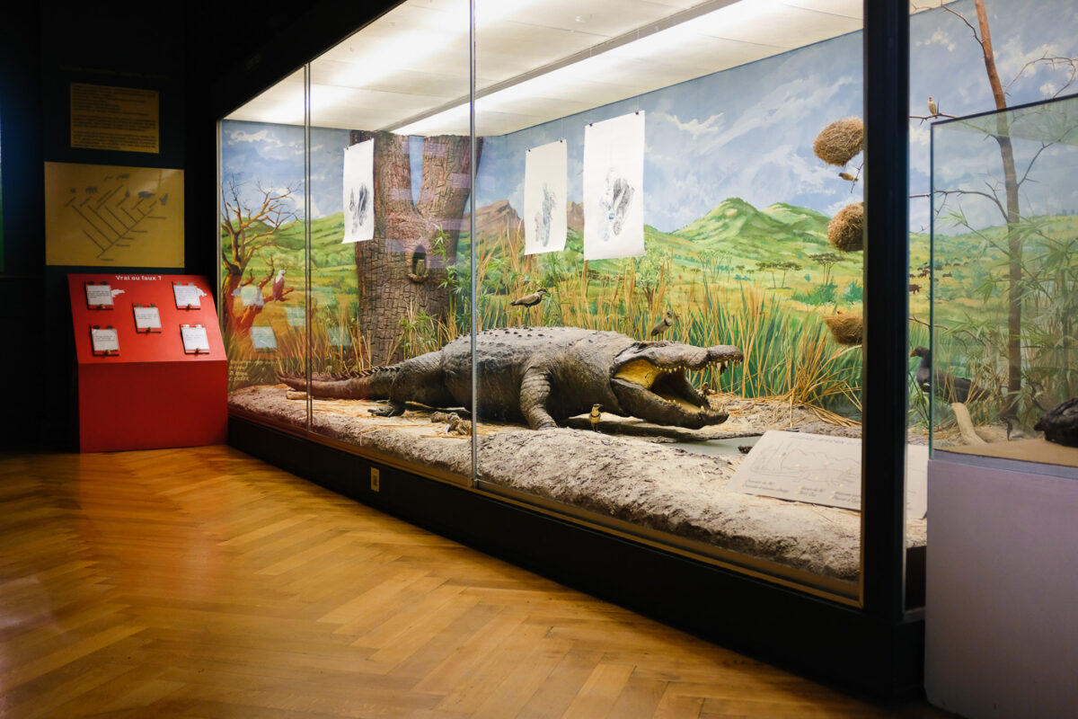 Musée Zoologique