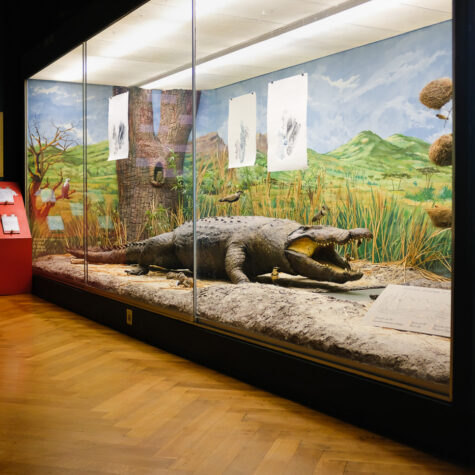 Musée Zoologique