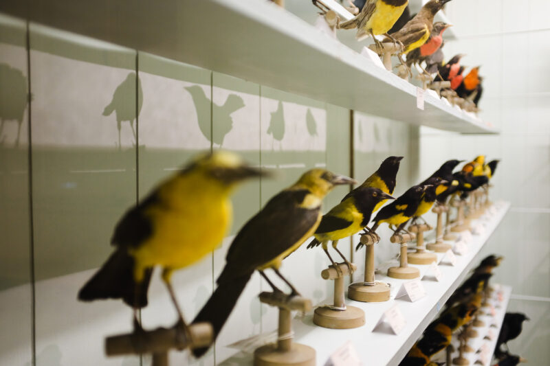 Musée Zoologique