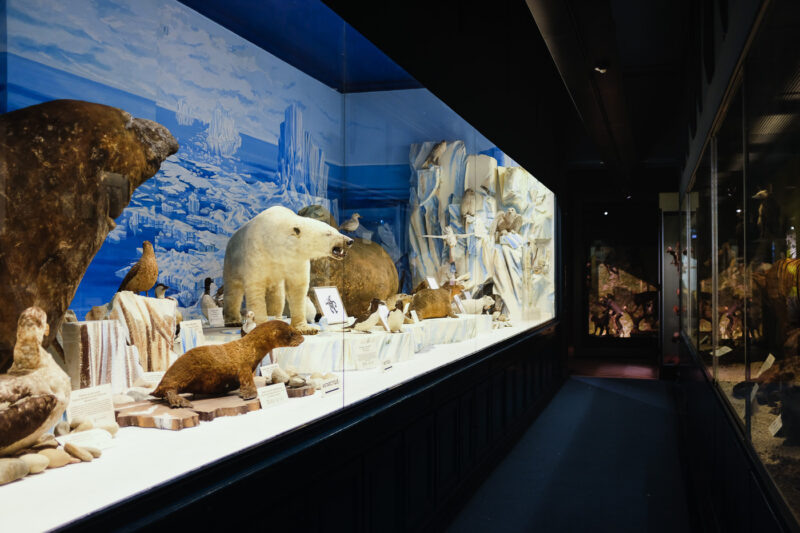 Musée Zoologique