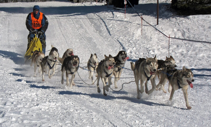 Courses de chiens de traineaux pokaa 1