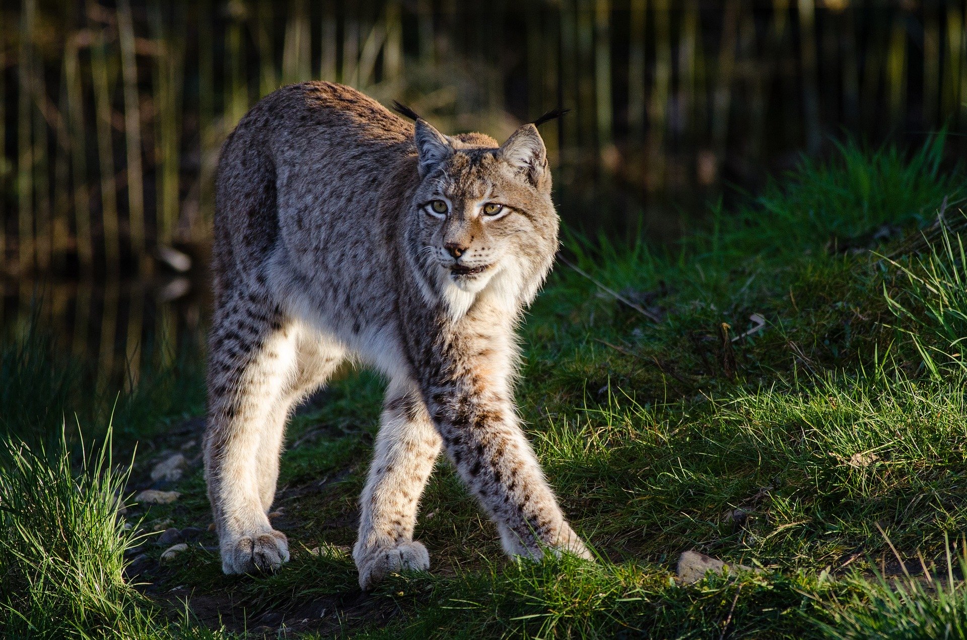 Trois bonnes raisons de préserver le lynx dans les Vosges