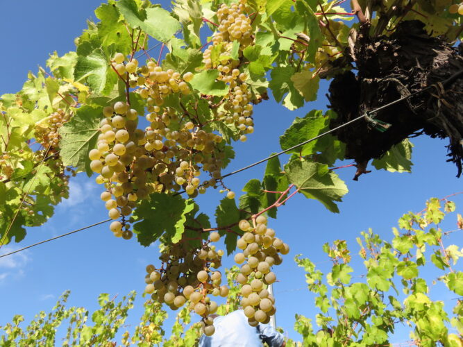 raisin vignes vin