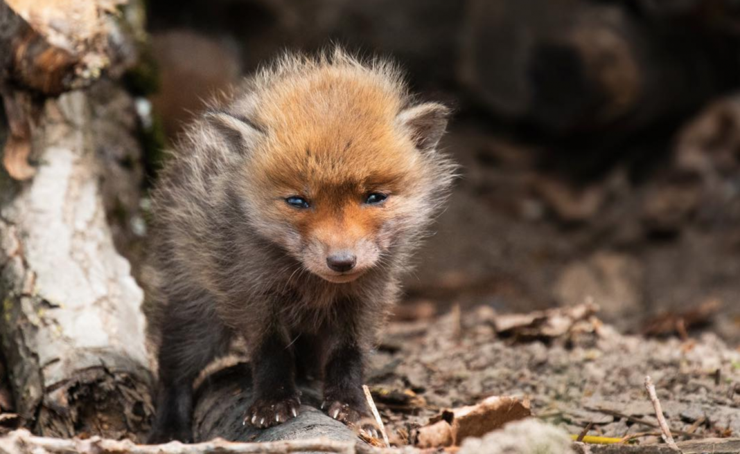 Plein Les Yeux : La Faune Alsacienne Sous L'objectif D'un Photographe ...