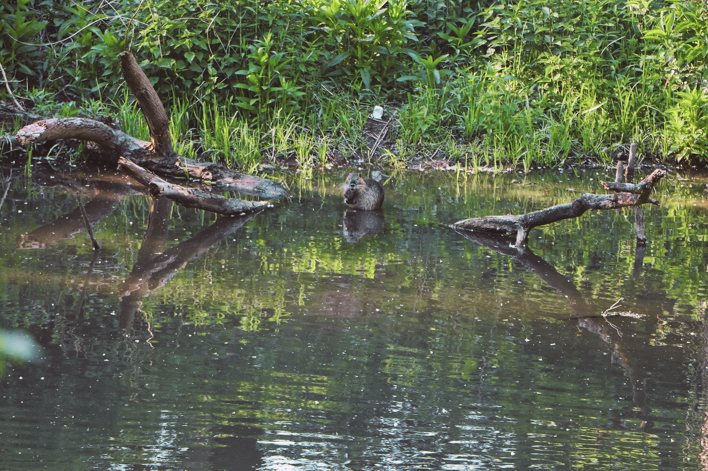 nature ragondin écologie animaux