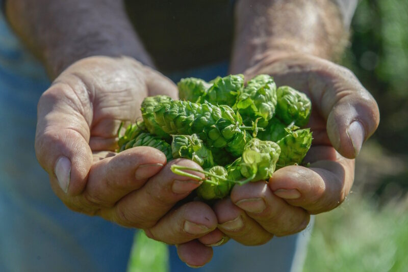 Pokaa Strasbourg Houblon en péril 2020 le comptoir du houblon