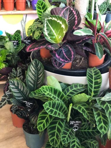 tchungle plantes