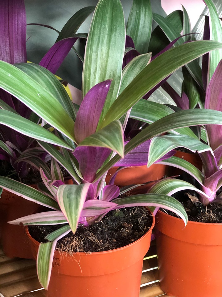 tchungle plantes