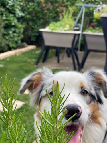 covidog chiens coronavirus pokaa 5