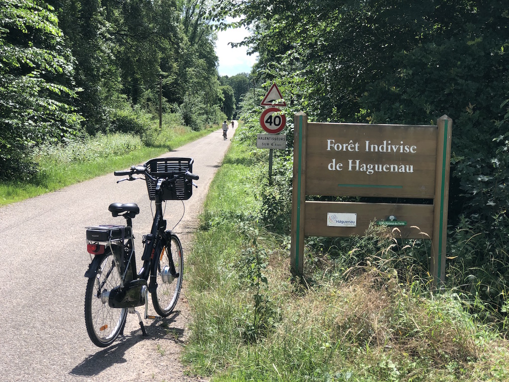 Forêt d’exception de Haguenau sortie évasion pokaa 50
