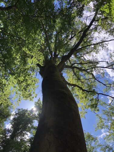 Forêt d&rsquo;exception de Haguenau sortie évasion pokaa 68