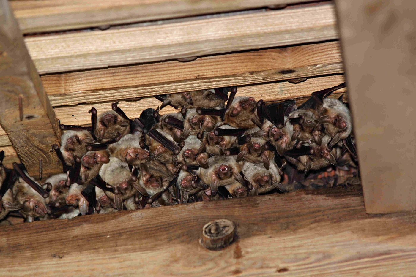 Animaux d'Alsace à la rencontre de la chauvesouris, noctambule menacée — free download