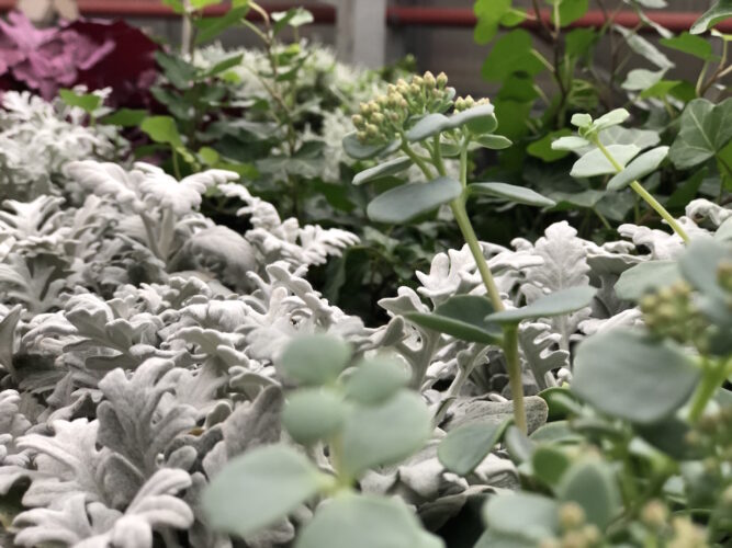 Fleurs Kammerer fleuriste Strasbourg Illkirch achat fleurs Strasbourg artisan fleuriste strasbourgimage00033