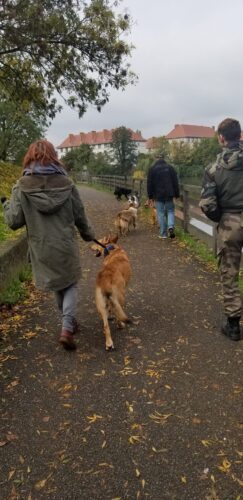 association Lianes_en atelier de médiation canine_credit Lianes
