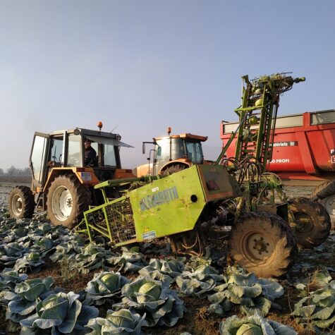 choux a choucroute agriculture agriculteurs