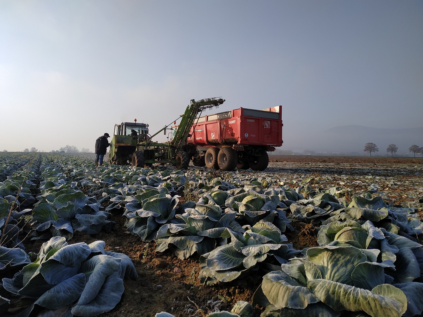 champs choux a choucroute agriculture agriculteurs