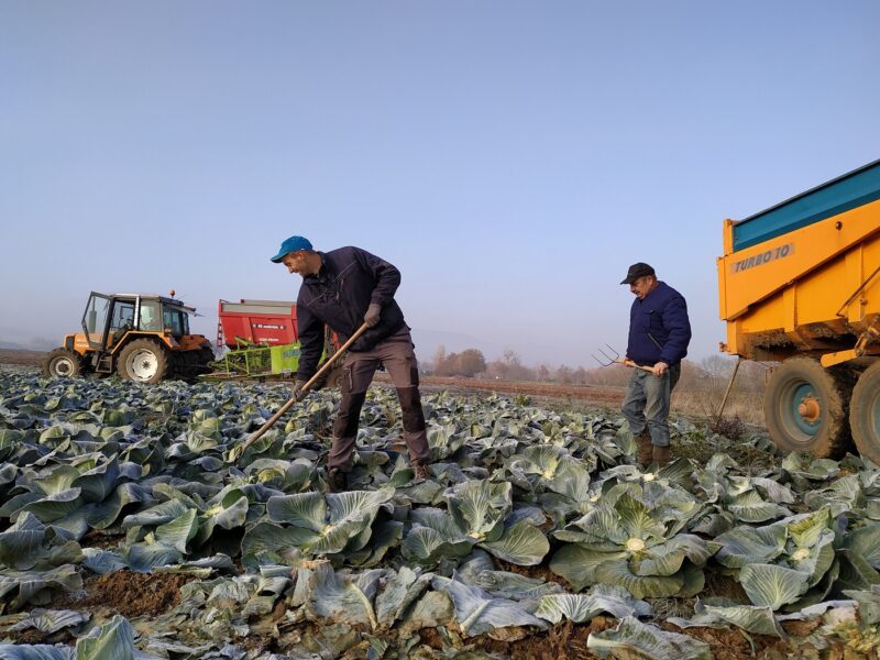 champs choux a choucroute agriculture agriculteurs