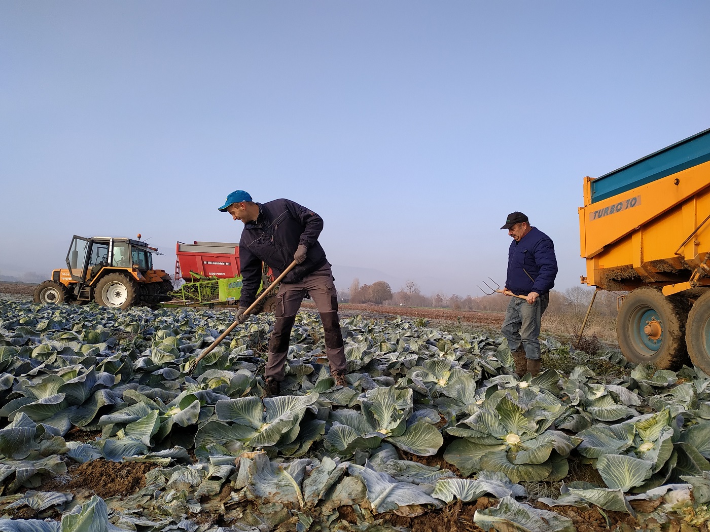 champs choux a choucroute agriculture agriculteurs