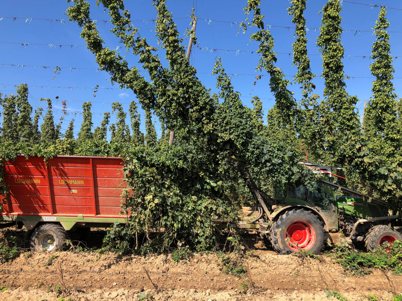 houblon alsace (3)