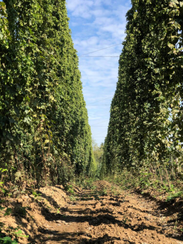 houblon alsace (4)