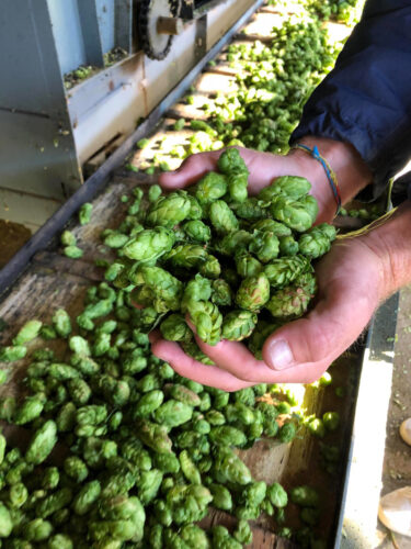 houblon alsace (5)