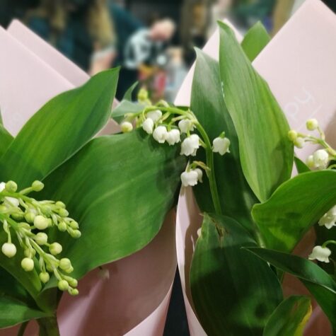 muguet fleurs printemps
