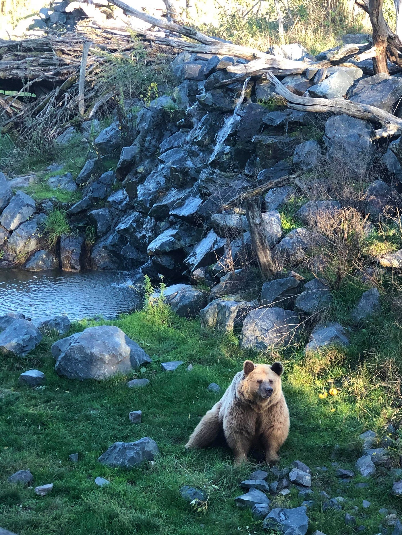 animaux parc sainte croix nature ours