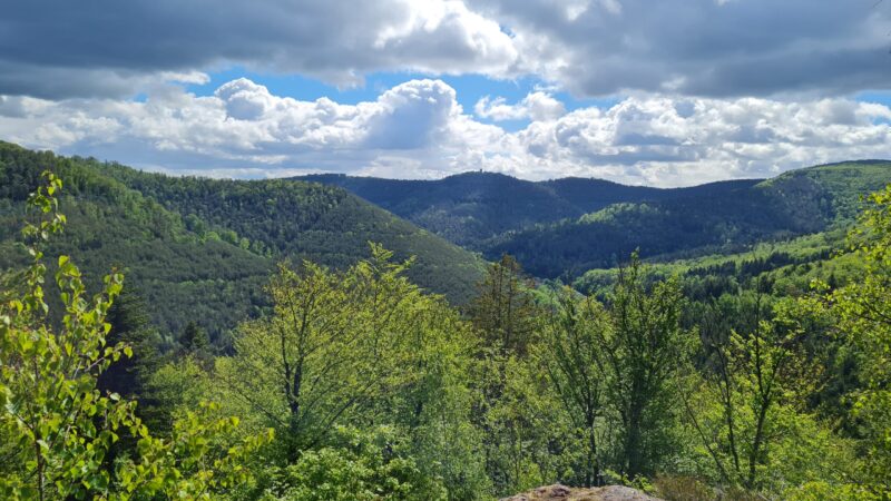 vosges du nord rocher muguet