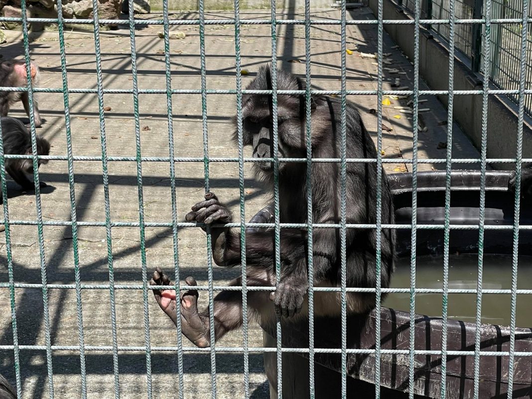 zoo orangerie singe