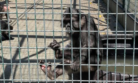 zoo orangerie singe