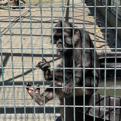 zoo orangerie singe