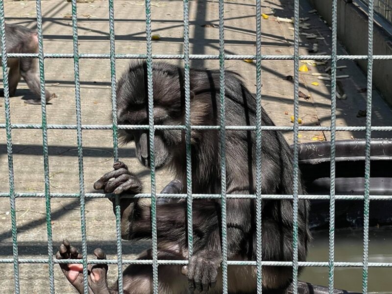 zoo orangerie singe
