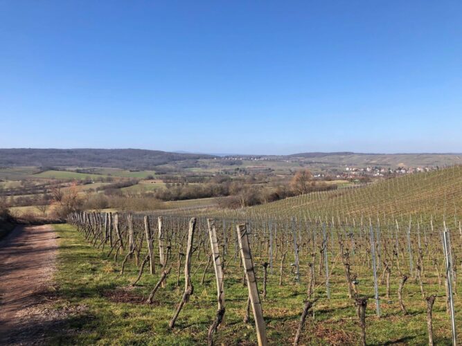 Vignes Rosheim