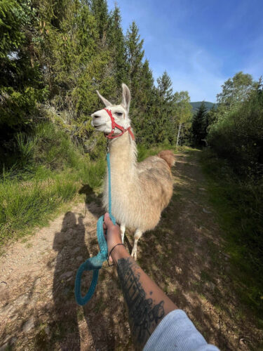 randonnée lamas vallée de la bruche (14)