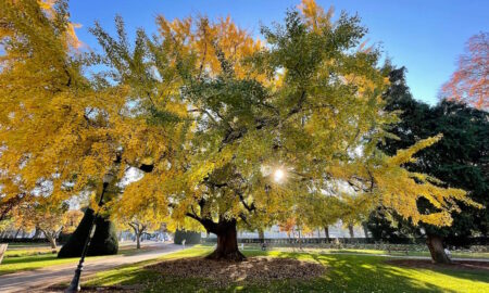 Le Ginko biloba de la place de la République, sous le soleil