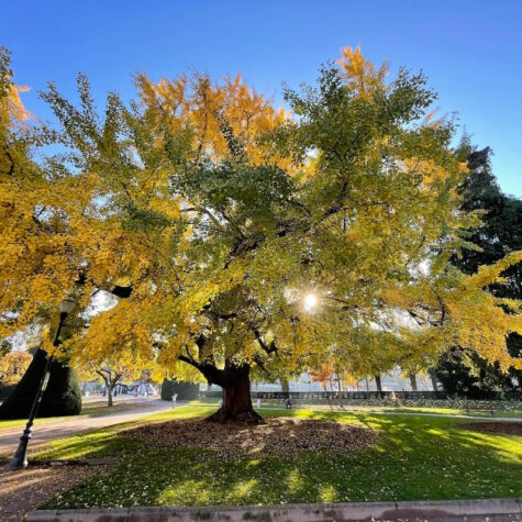 Le Ginko biloba de la place de la République, sous le soleil