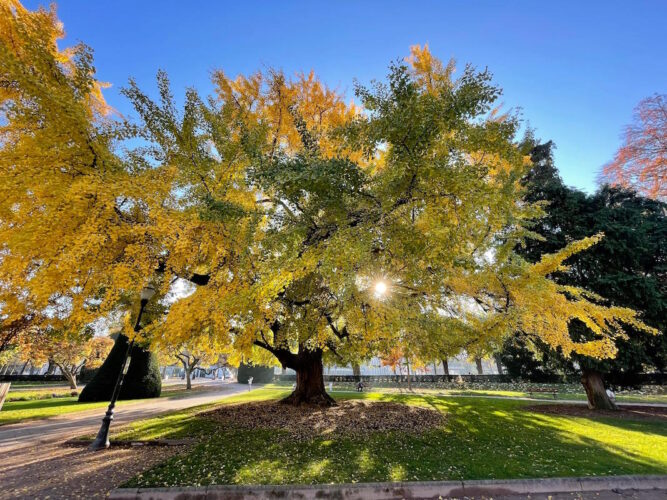 Ginkgo biloba place de la République 2