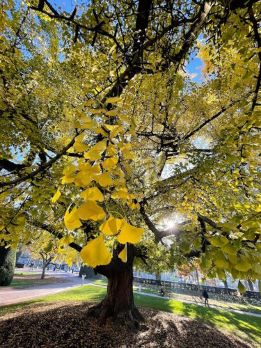 Ginko biloba place de la République 3