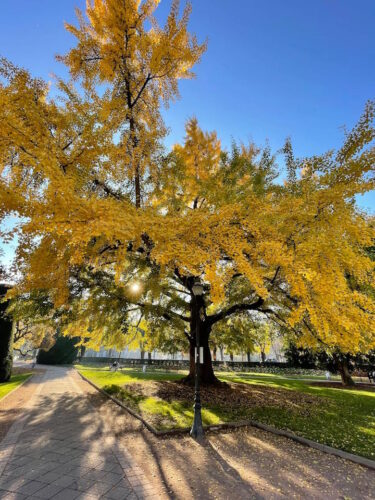 Ginko biloba place de la République 4