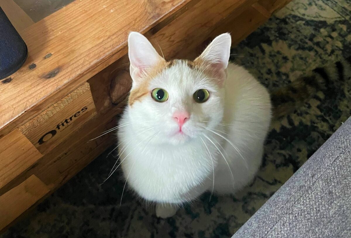 chat animaux