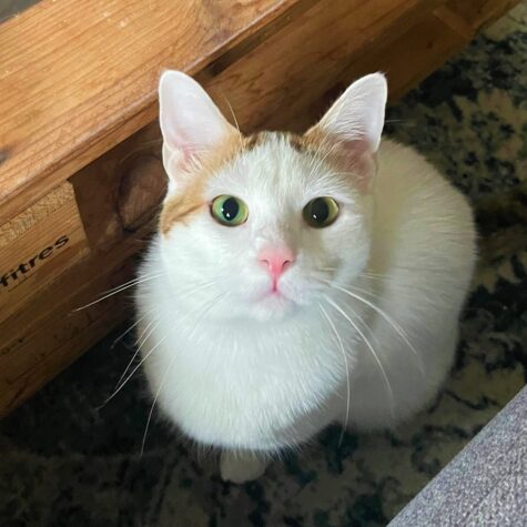 chat animaux