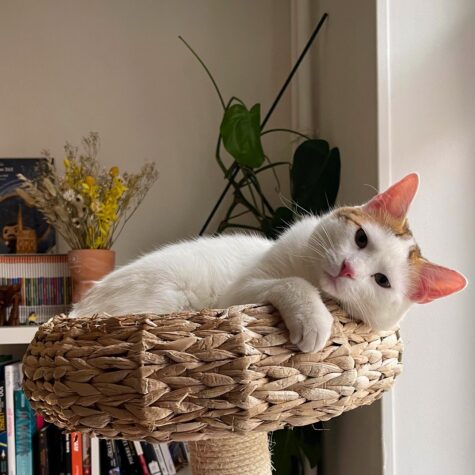 chat animaux